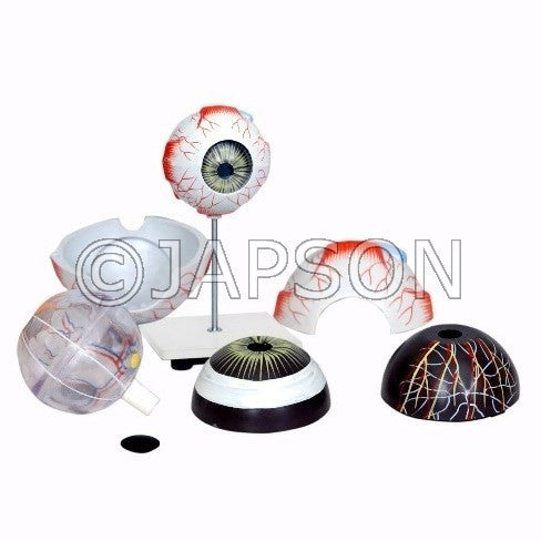 Model, Human Eye, 6 parts Model, Human Eye, 6 parts